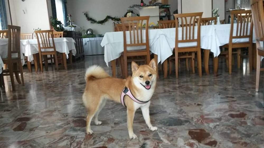 Фото Hotel Nuova Flavia