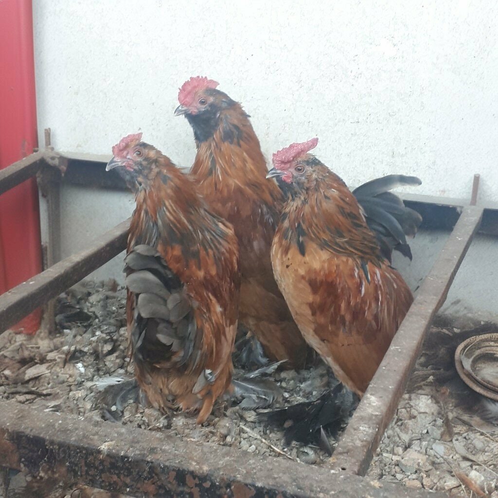 Animal farm Buhurcular Village and Ornamental Chickens, Izmir, photo
