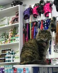Cat Hostel (İstanbul, Esenler, Davutpaşa Cad., 105) ، فندق للحيوانات الأليفة