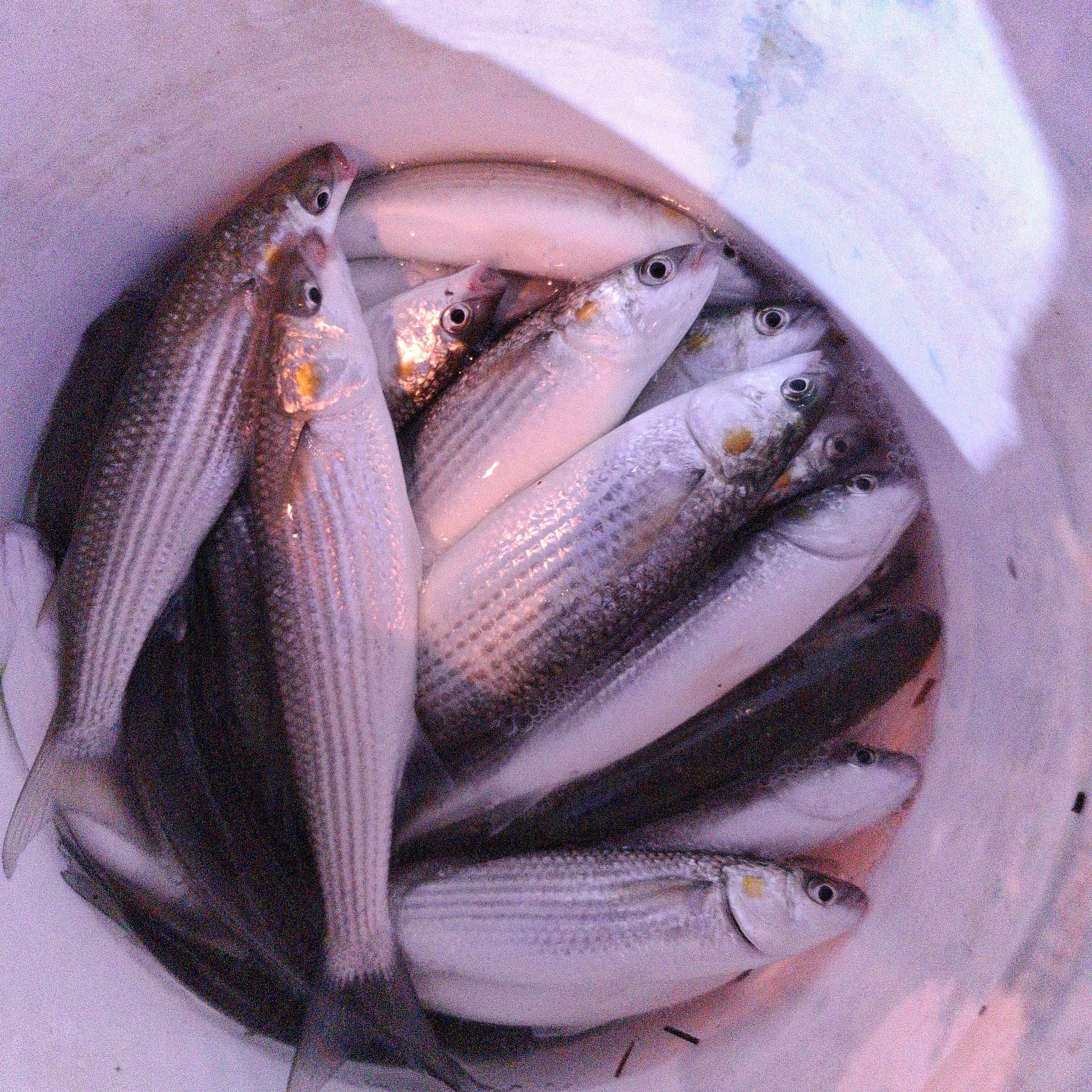 Фото Одиссей