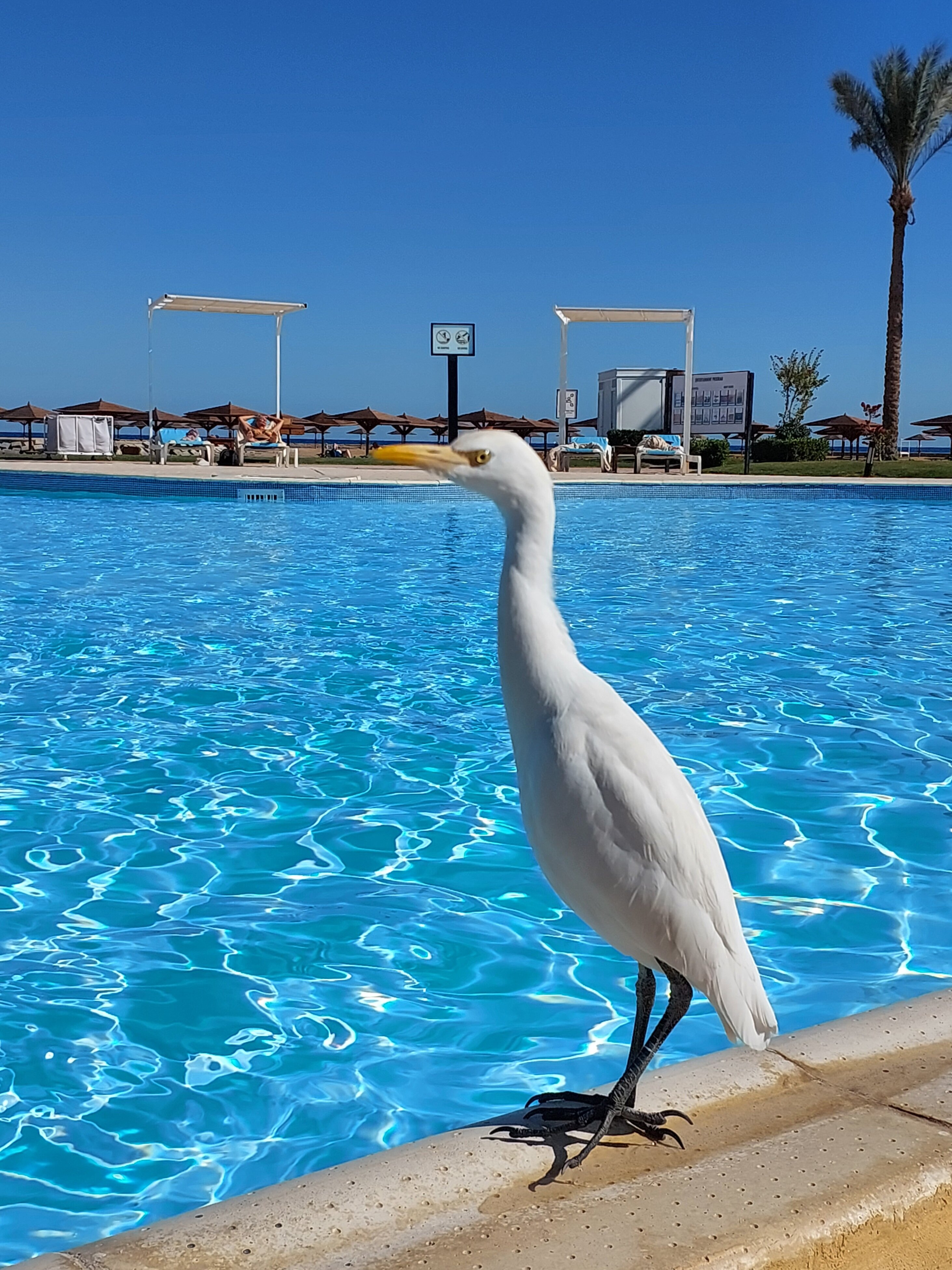 Фото Sunrise Alma Bay Resort