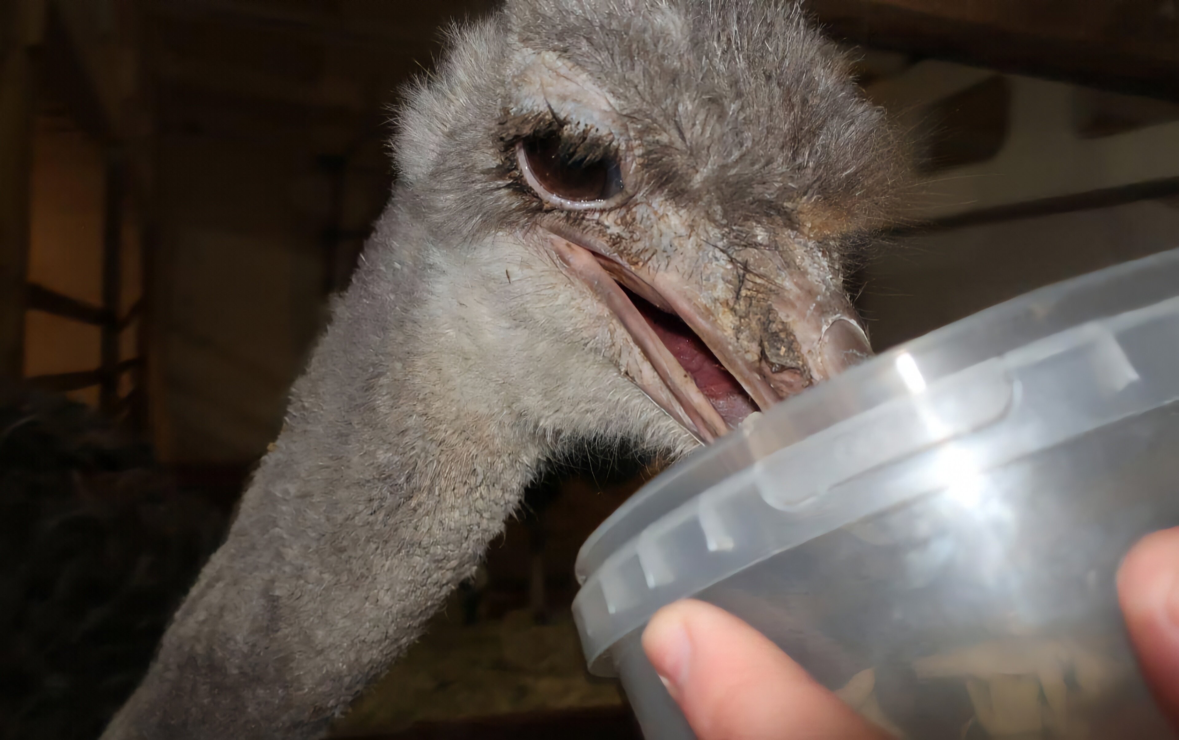 Фото Мурманская страусиная ферма