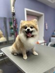 Bonifaciy (Sovetskaya ulitsa, 22), salón de mascota, peluquería de animales