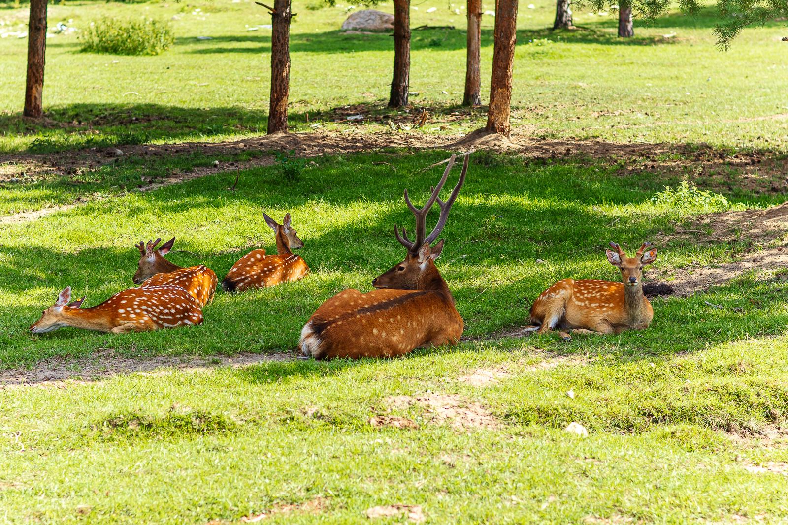 Фото Оленьи пруды