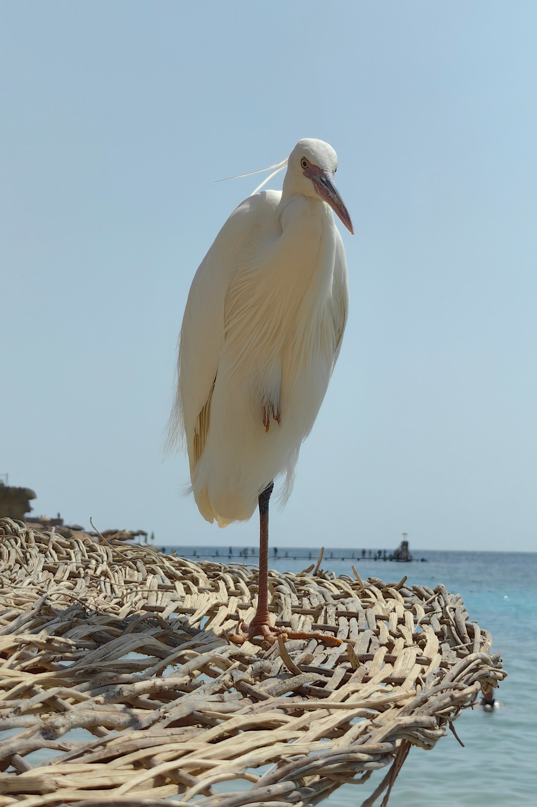 Фото Jaz Fanara Resort