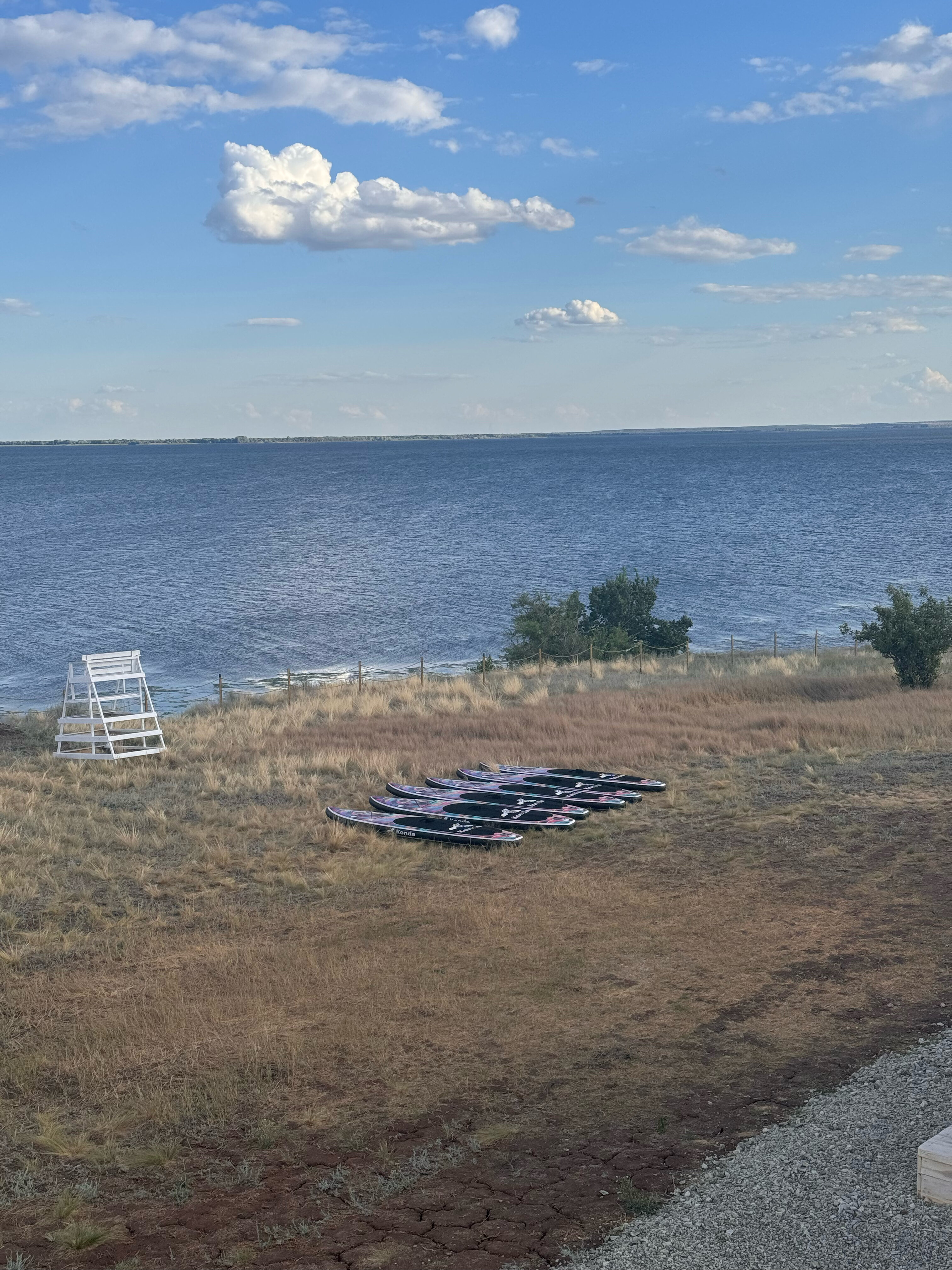 Фото Полынь