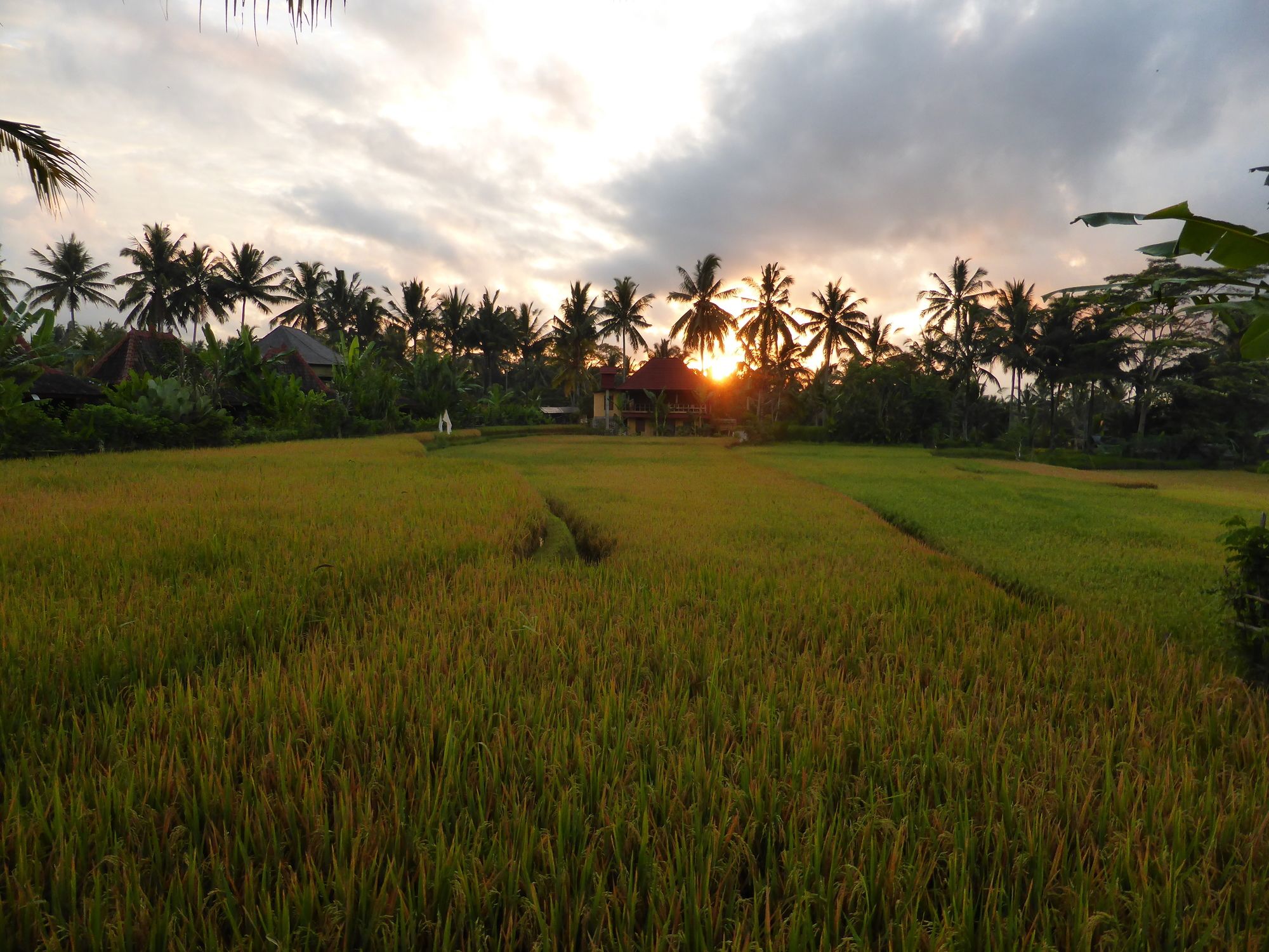 Фото Dragonfly Village