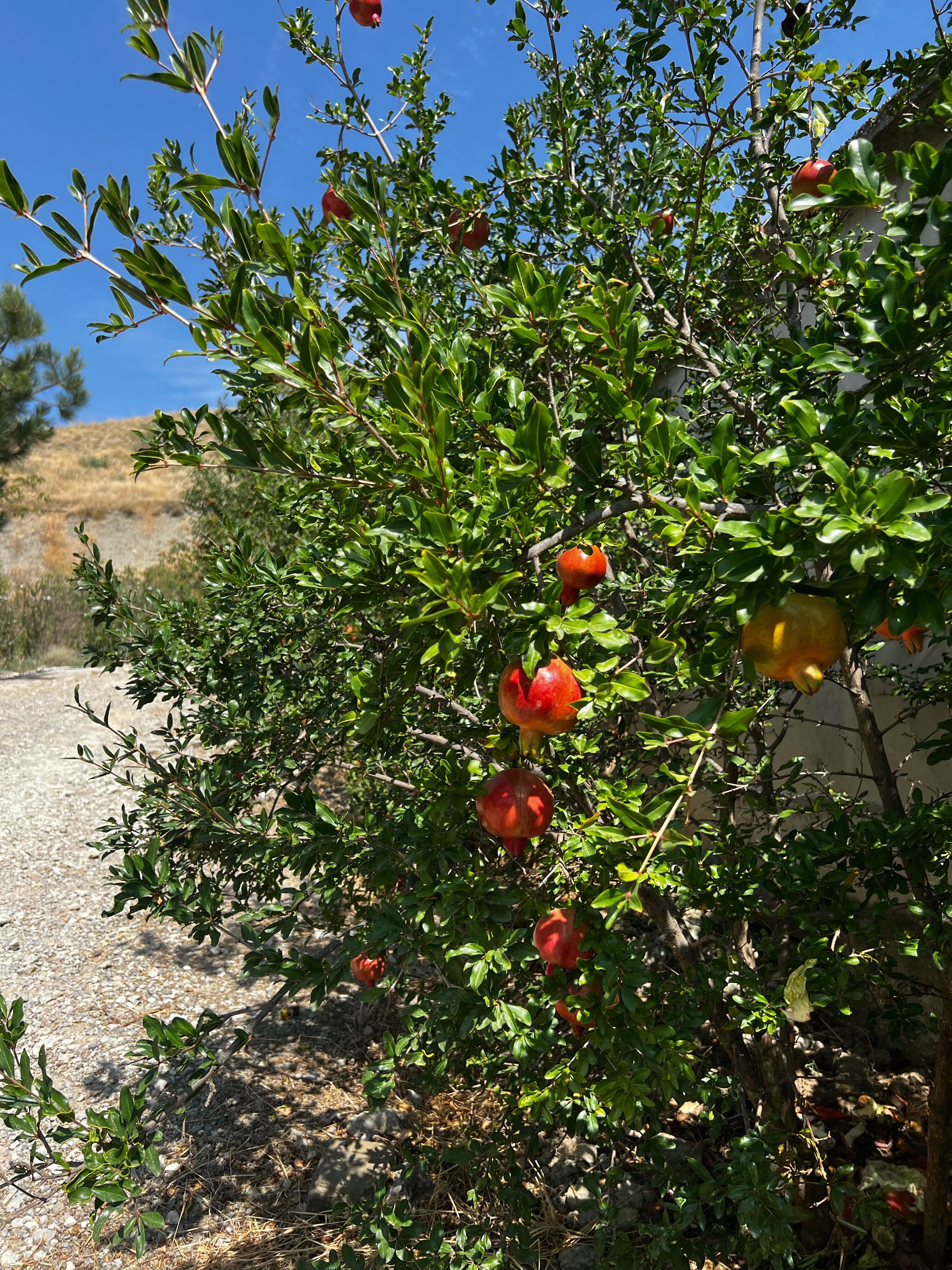 Фото Ilgeri Resort