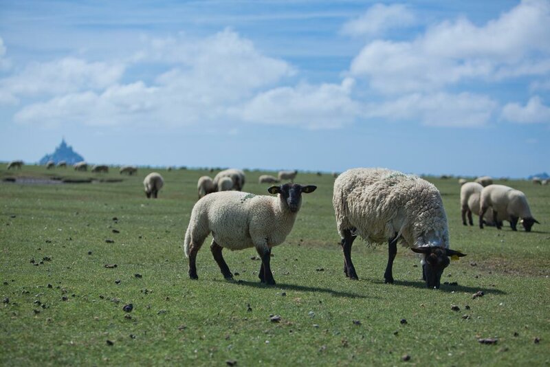 Гостиница Le Mouton Blanc