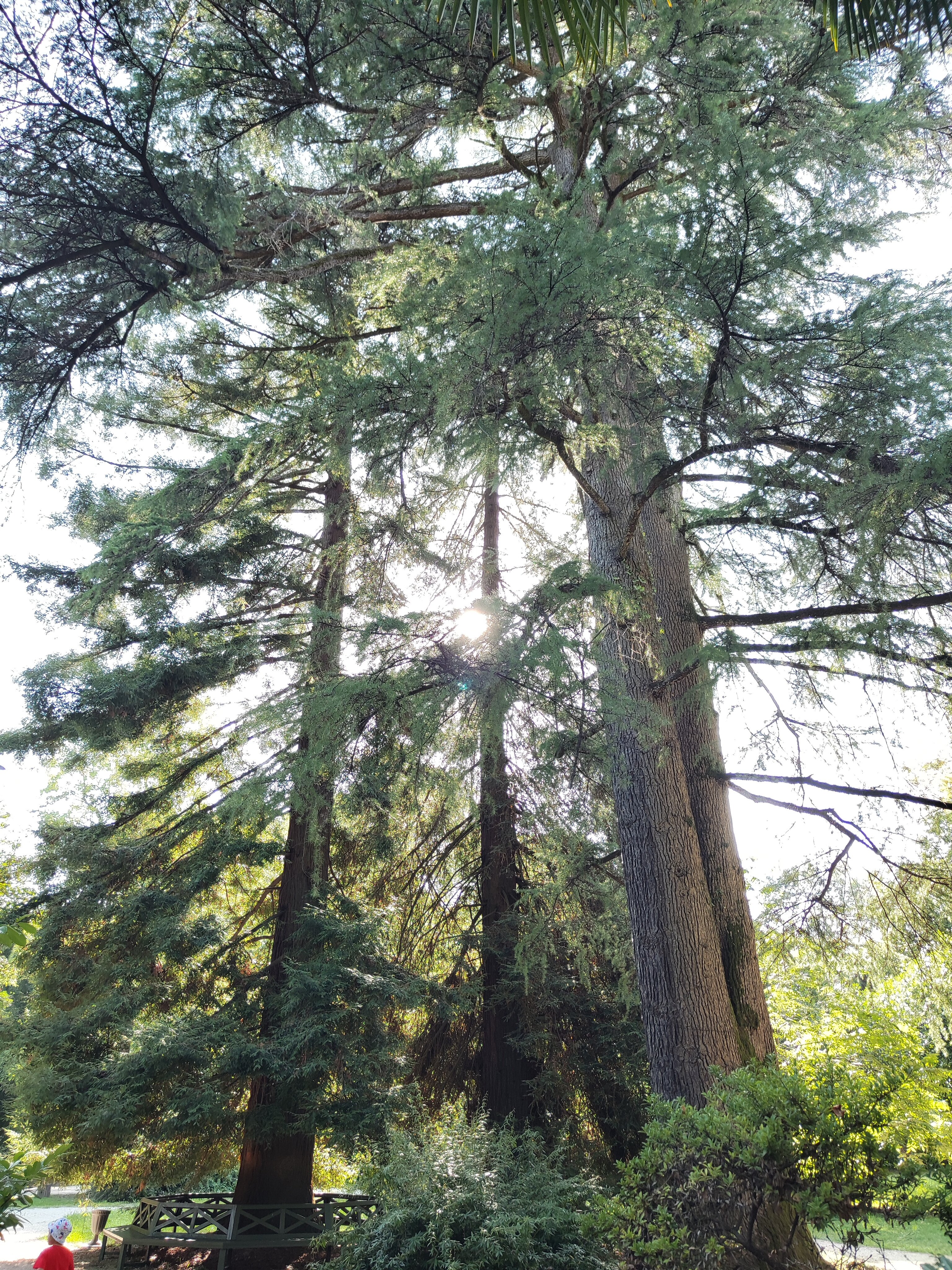 Фото Гранат