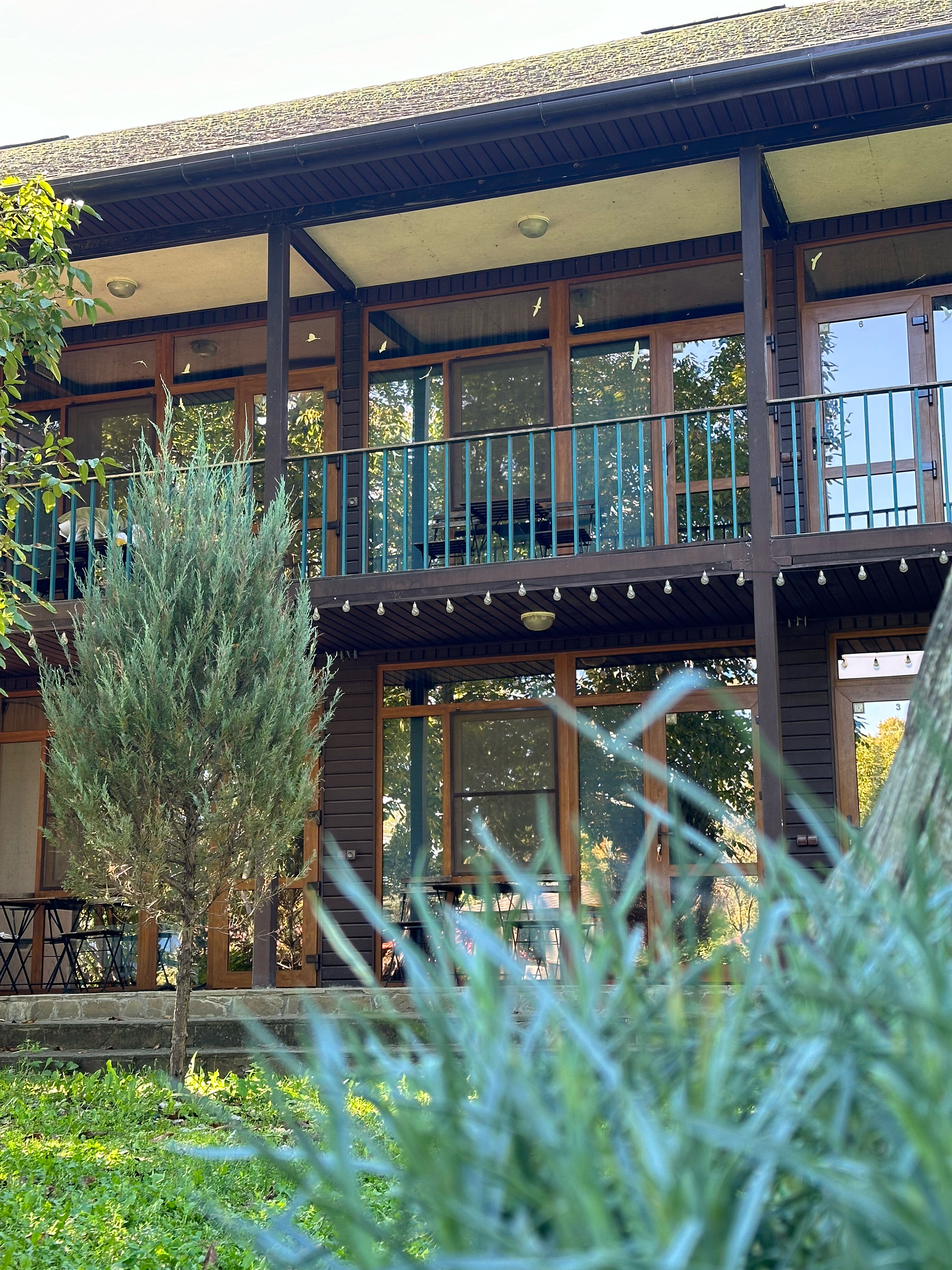 Фото Горная Лаванда