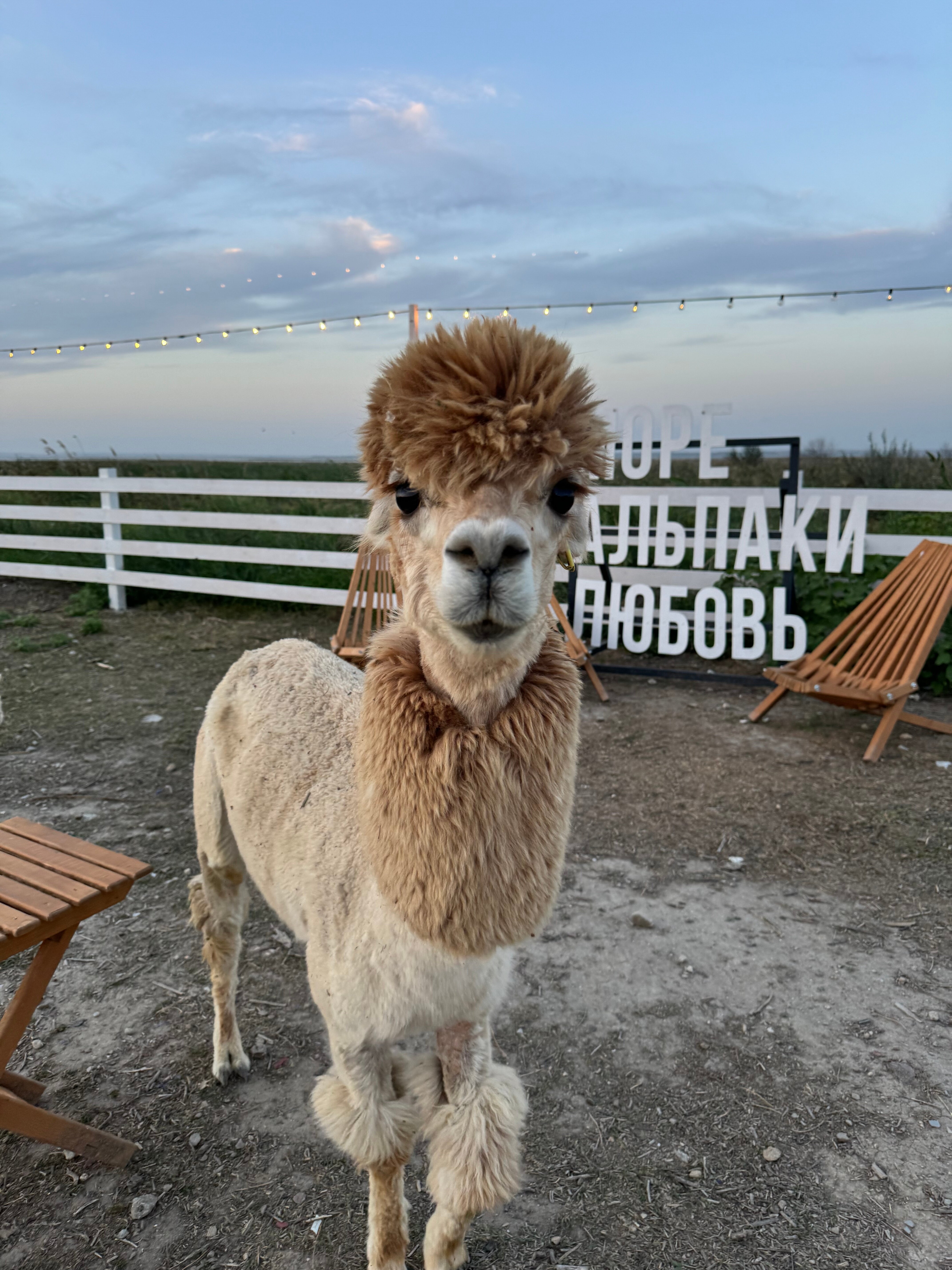 Фото Пианида