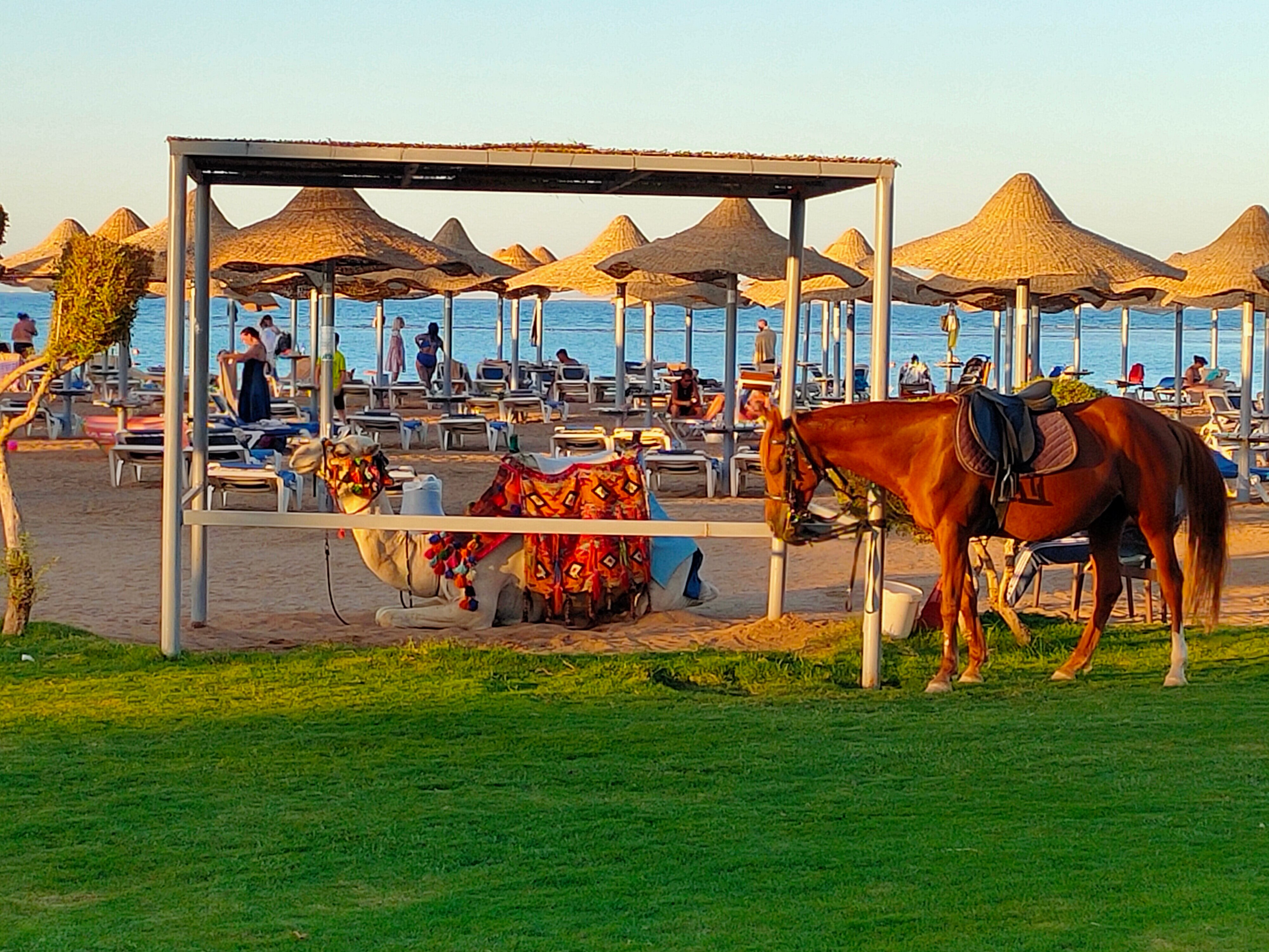 Фото Sunrise Mamlouk Palace Resort