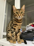 Лохматые лапы (Eshkinina Street, 6), veterinary laboratory