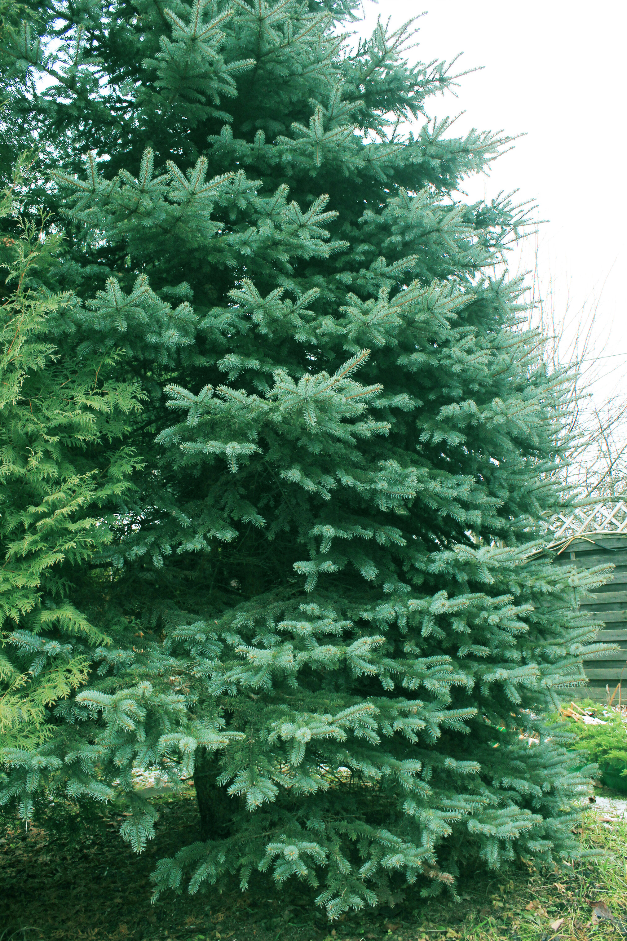 Фото Викинг