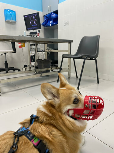 Ең түкті үлкен киска