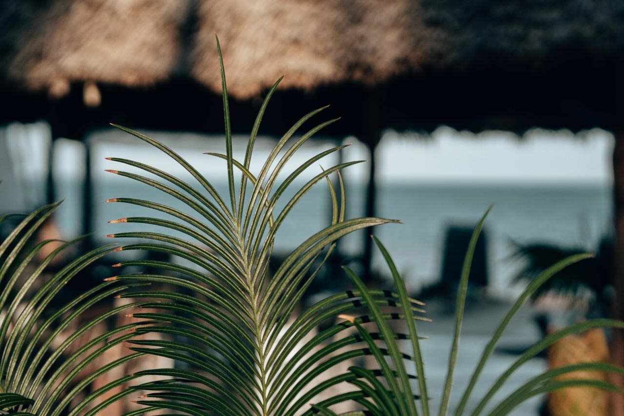 Фото Sahari Zanzibar