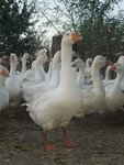 Inkubatorno-pticevodcheskaya stanciya Kubanskaya Usad'ba (stanitsa Poltavskaya, ulitsa Lenina, 159), poultry farm