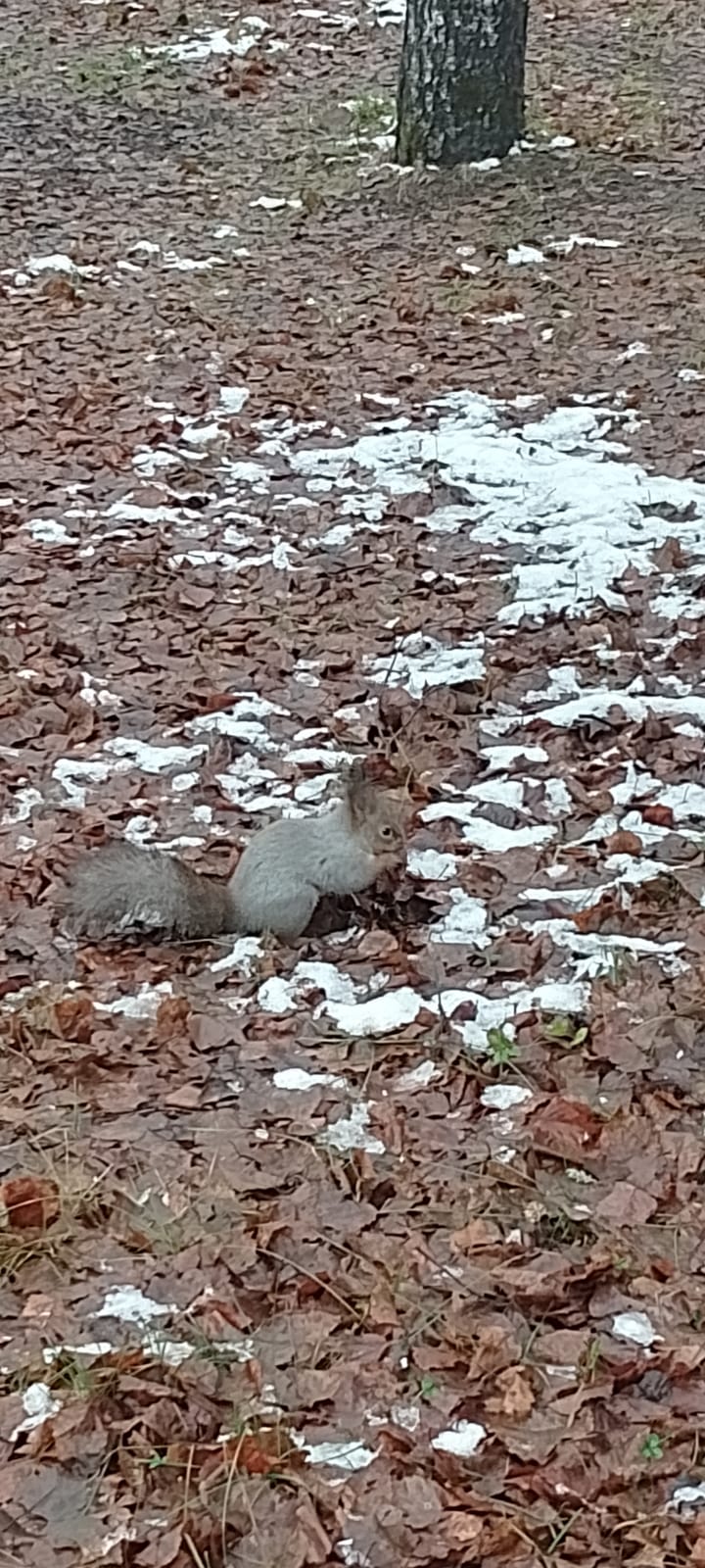 Фото Солнечный