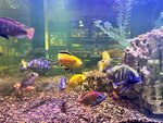 Аквариумный салон (ulitsa V.I. Kuznetsova, 8А), aquariums