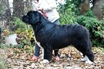 Pitomnik sobak porody nyufaundlend Sent Dzhons (Opalikha Microdistrict, Chelyuskina Street, 7), vivero de animales