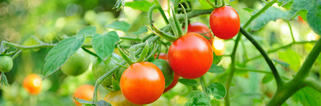 Fertilizers Bagbanlar Organic, Izmir, photo