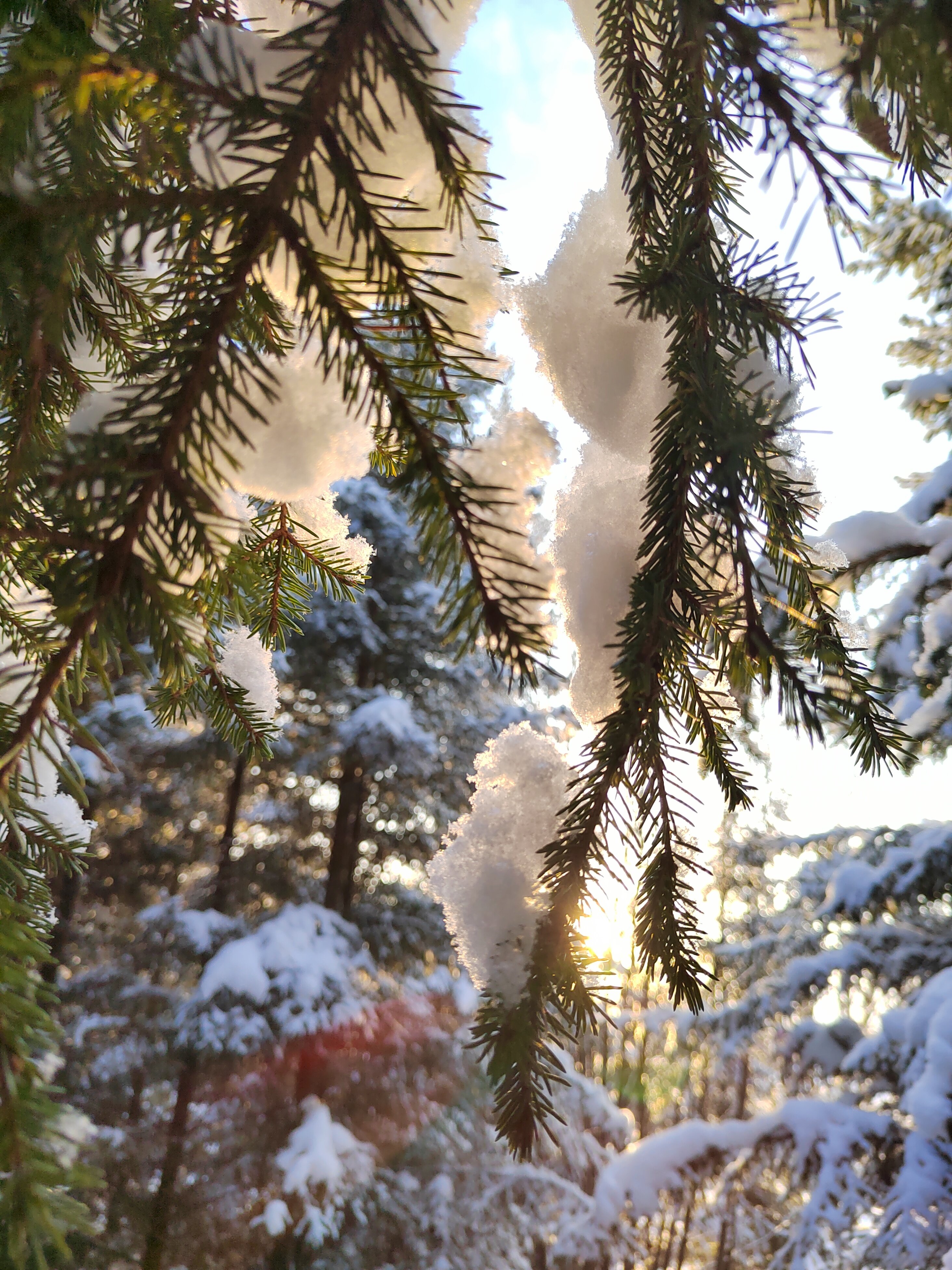 Фото Хвойная Хижина