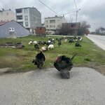 Istanbul Chicken Farm (İstanbul, Arnavutköy, İmrahor Mah., Ali Kuşçu Cad., 7) ، مزرعة دواجن