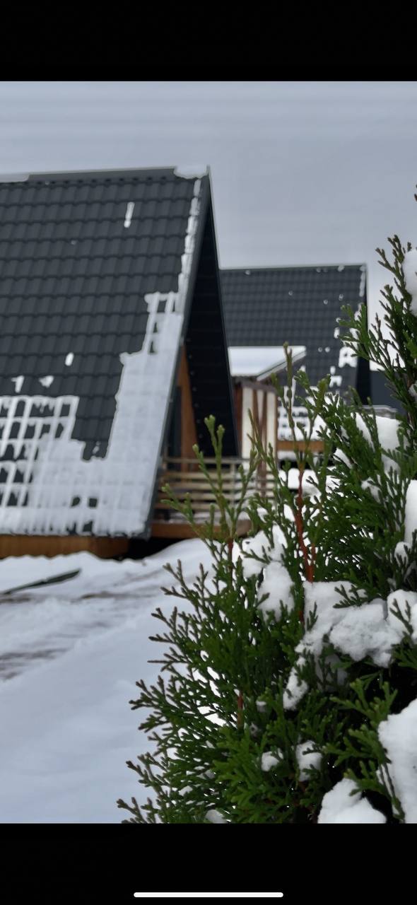 Фото Караси