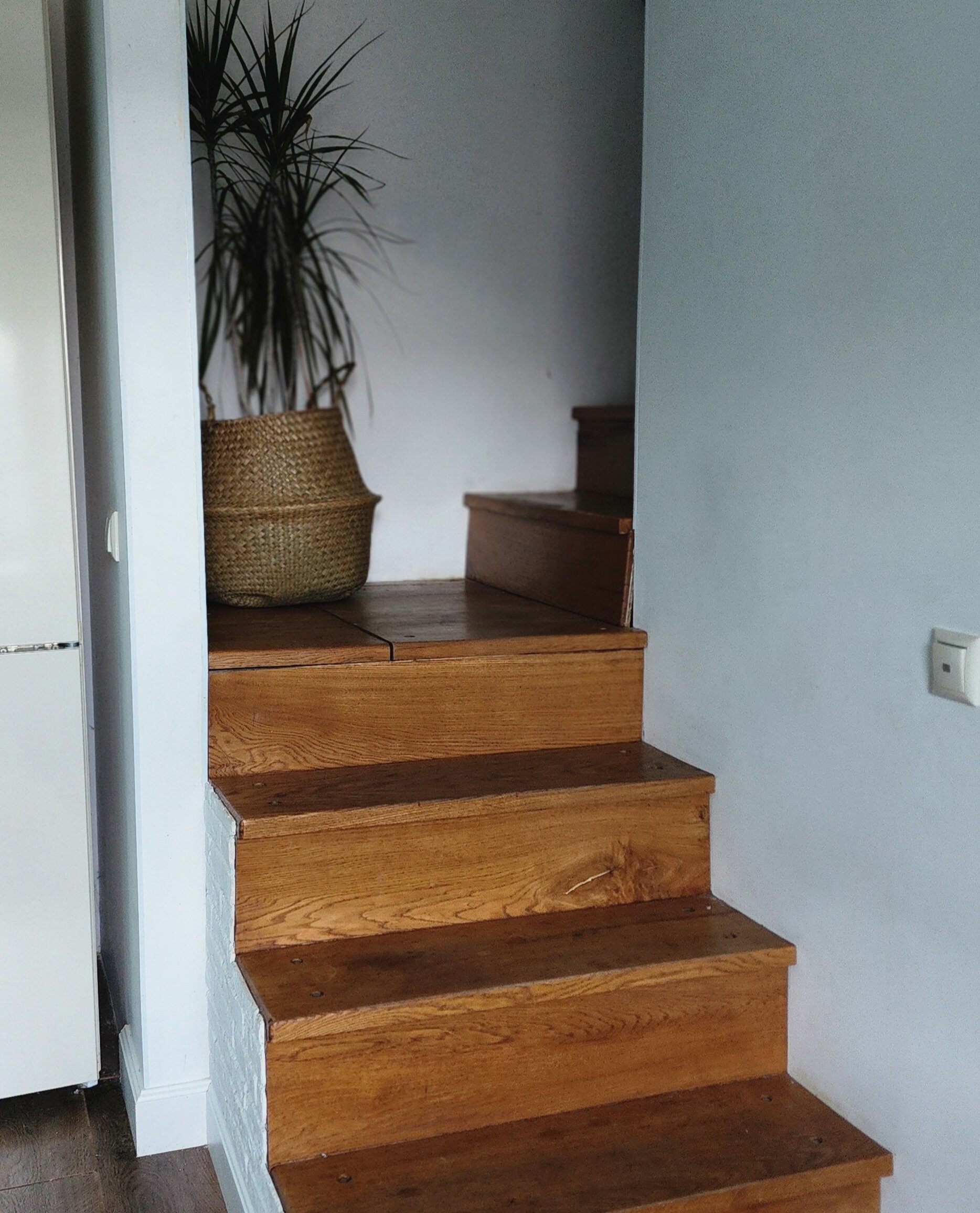 Фото Уютная Орхидея