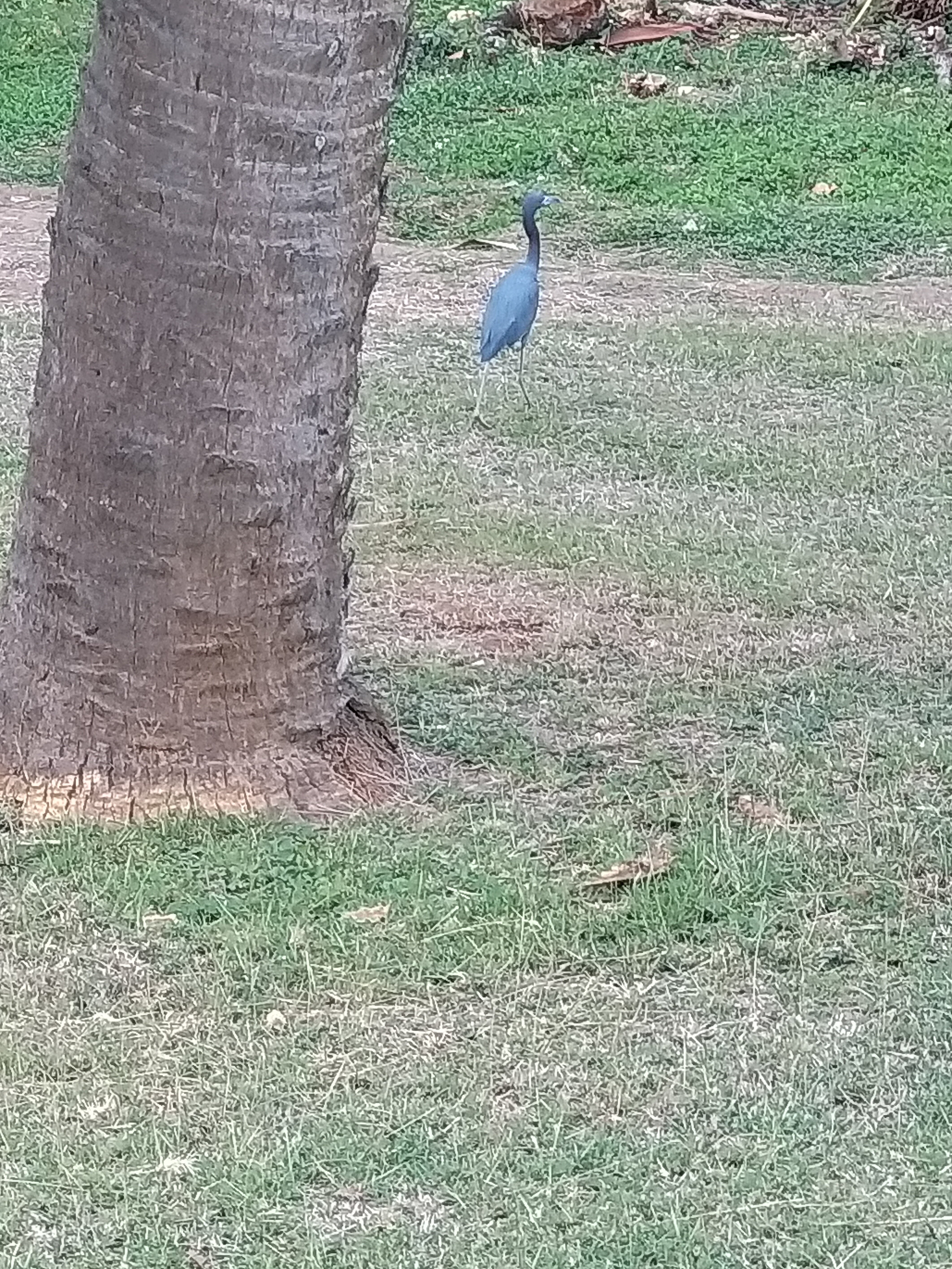 Фото Brisas del Caribe