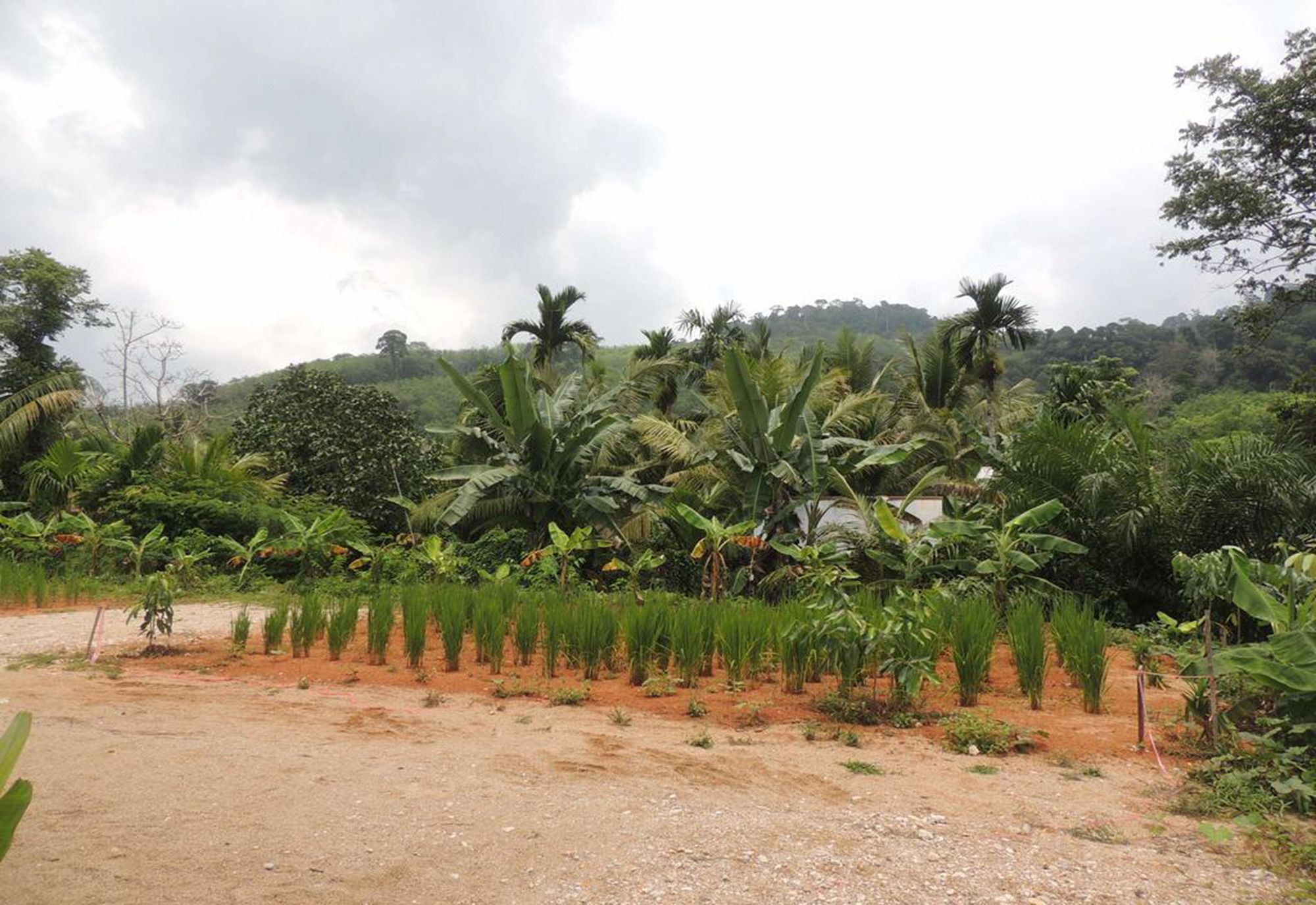 Фото Banana Lodge