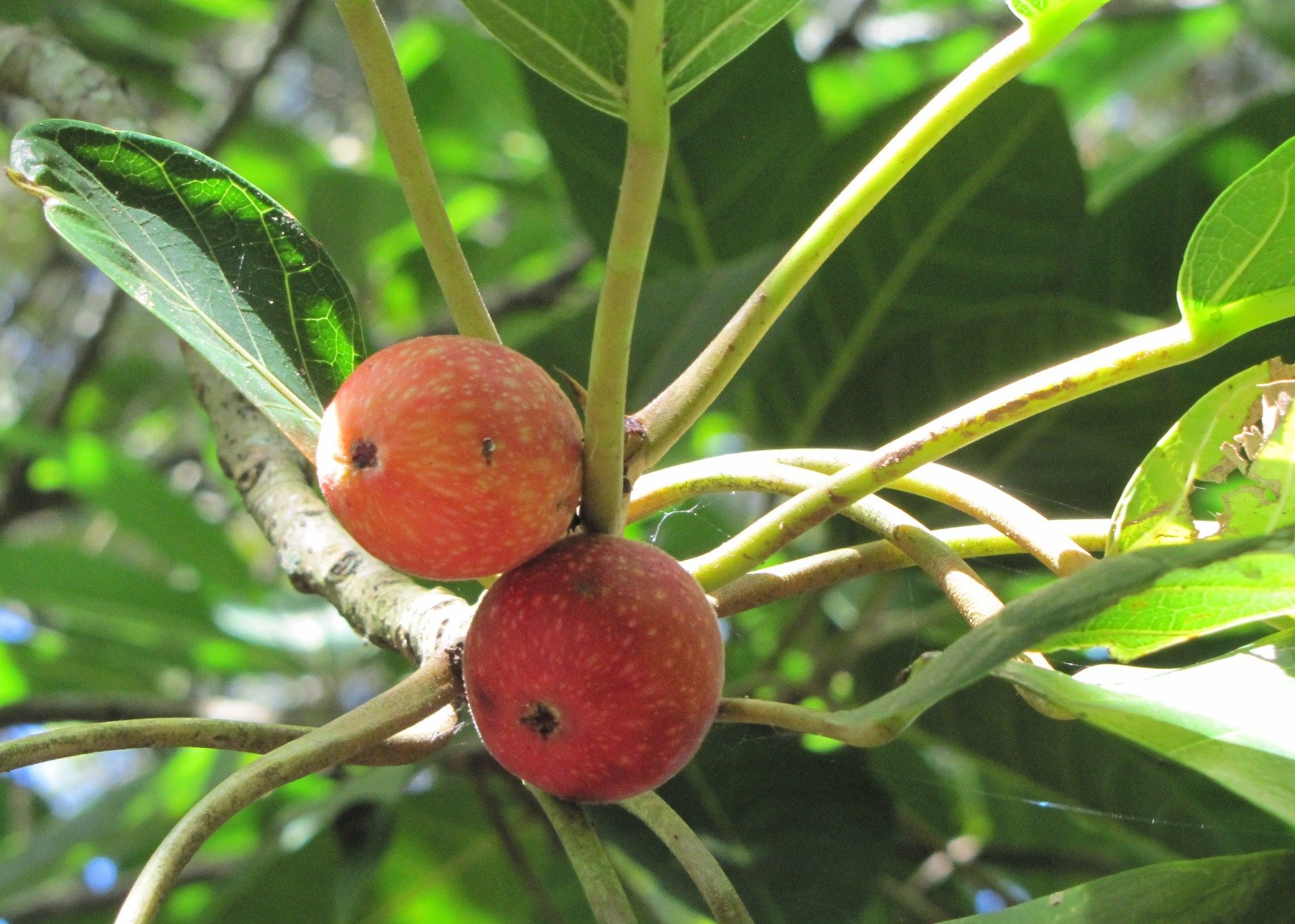 Фото Casa Do Jardim