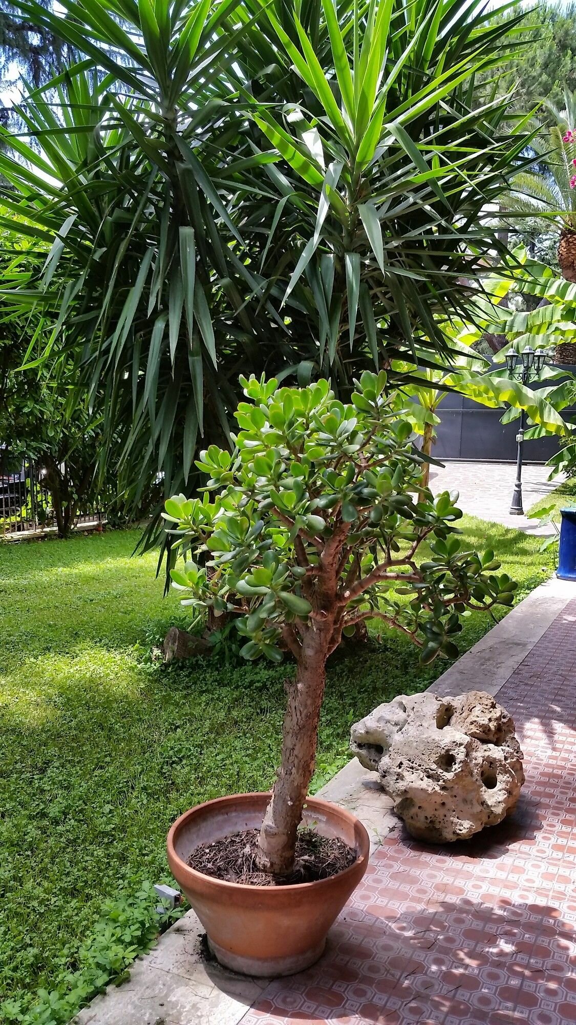 Фото Il Giardino di Giulia 2