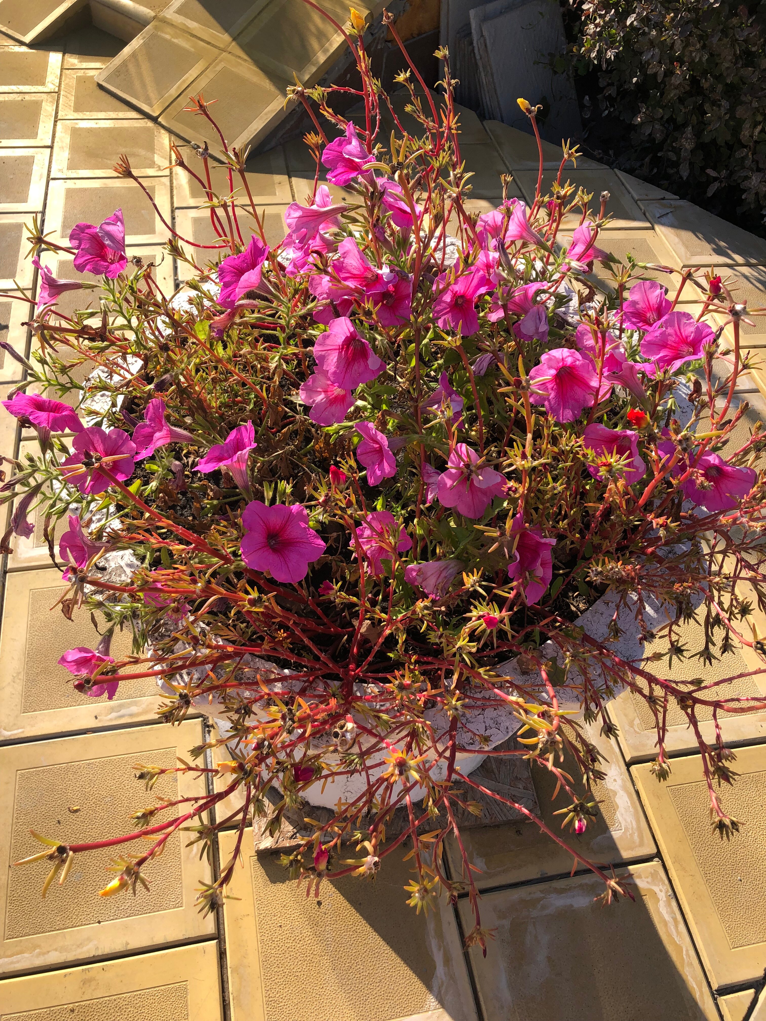 Фото Корона