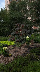 Орион
