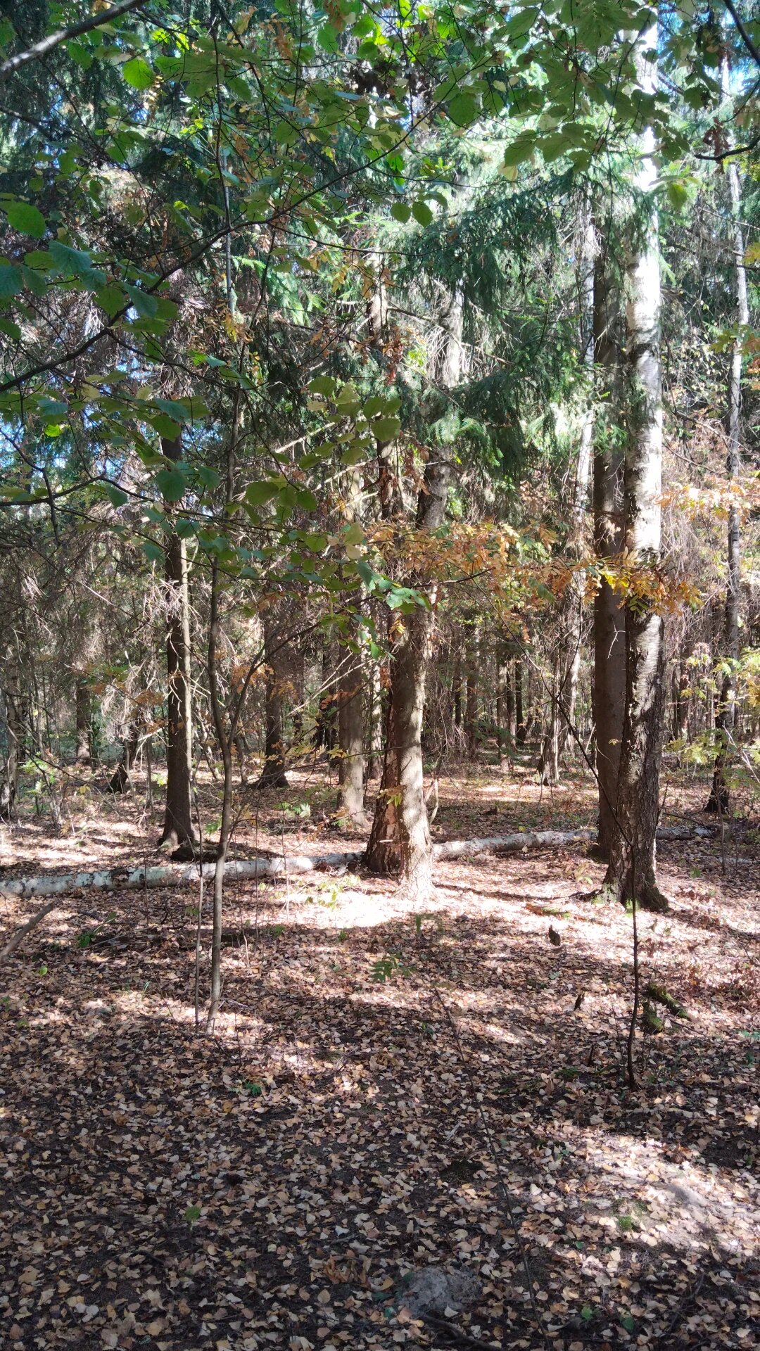 Фото Bereza Country