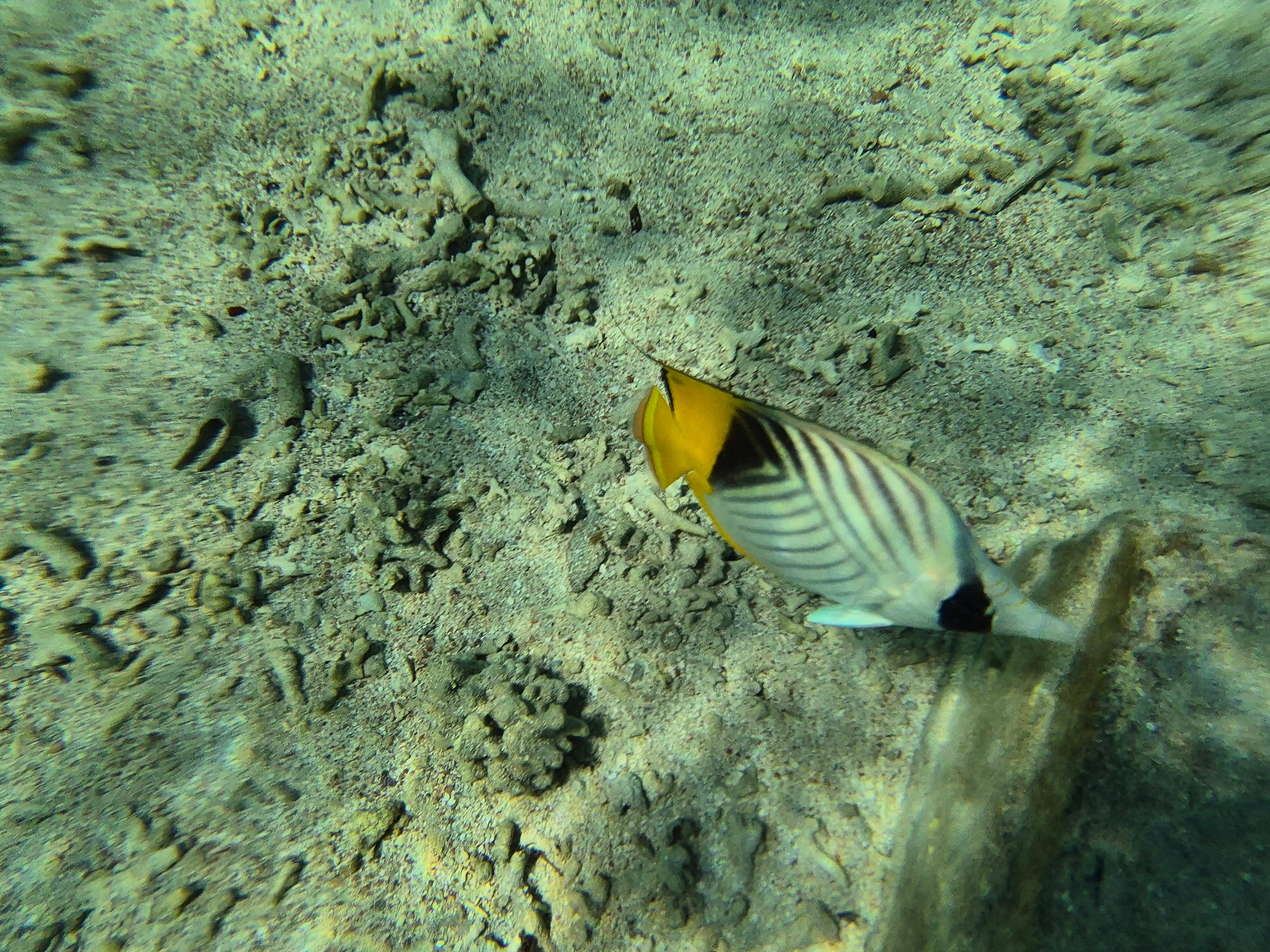 Фото Jaz Mirabel Beach