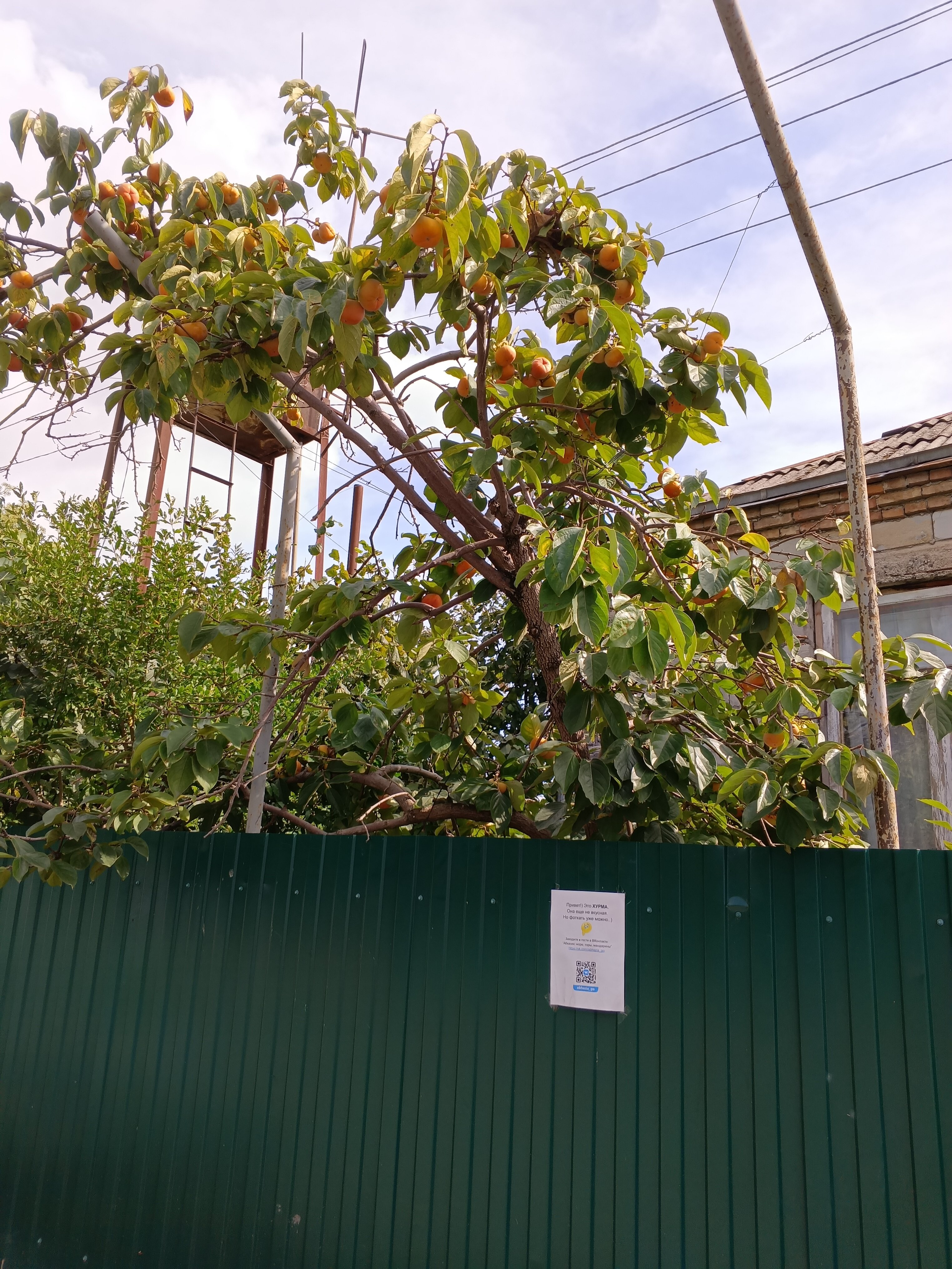 Фото Белая Панама