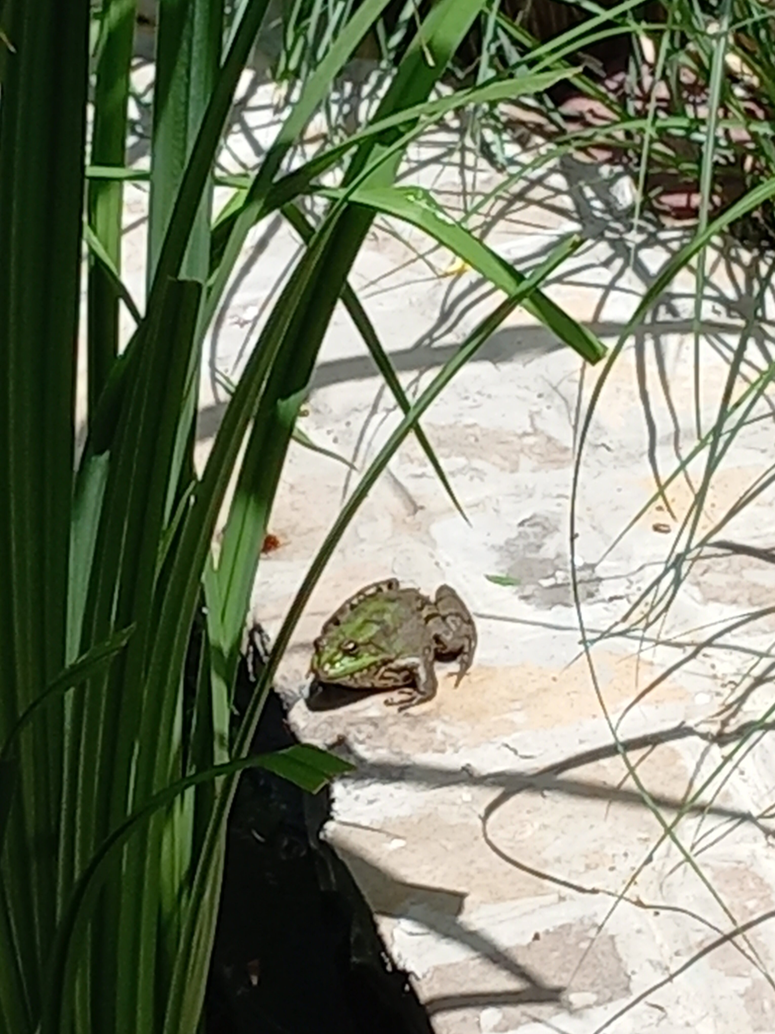 Фото Зелёный дворик