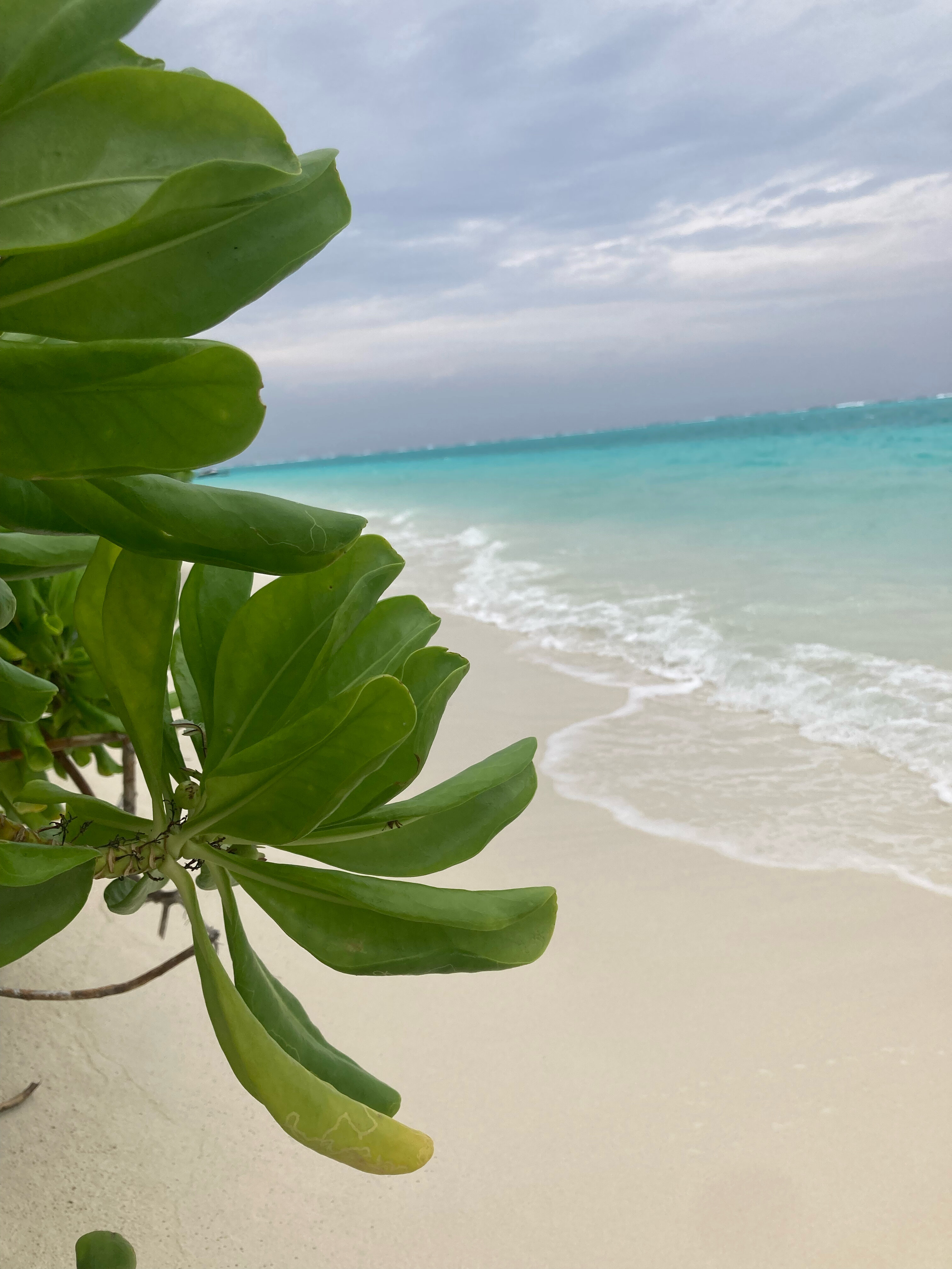 Фото Ramzu Villa Thoddoo