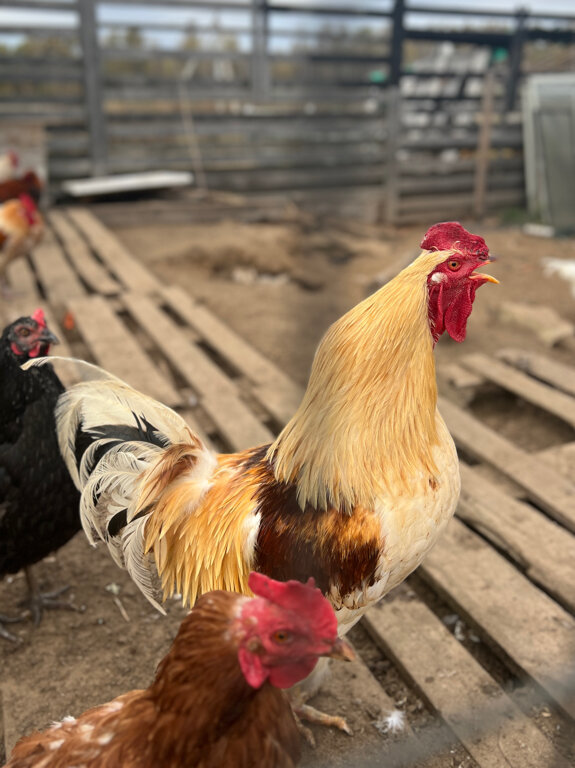 Фото Козы да Березы