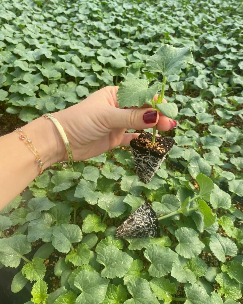 Agricultural enterprise Sedir Fide, Antalya, photo