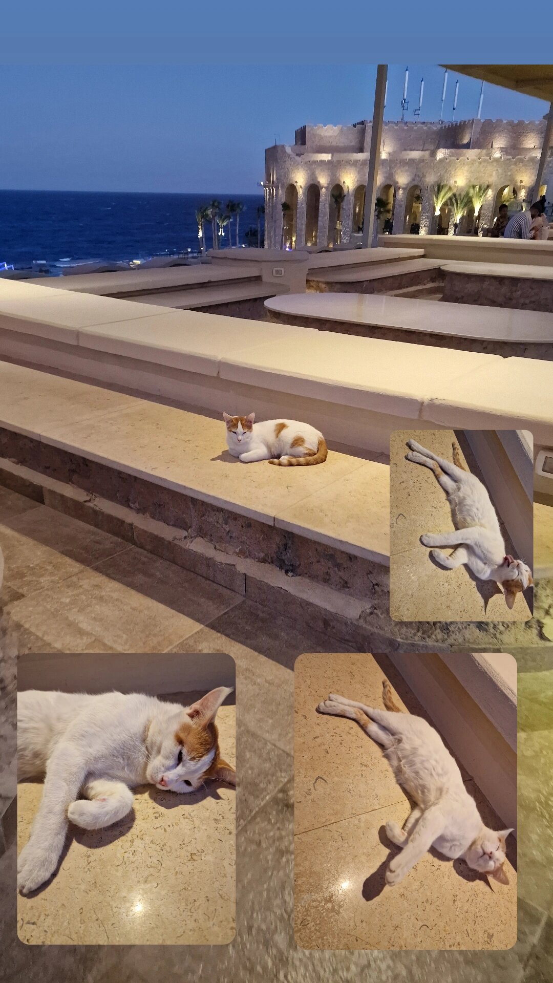 Фото Пикальбатрос Цитадель Резорт