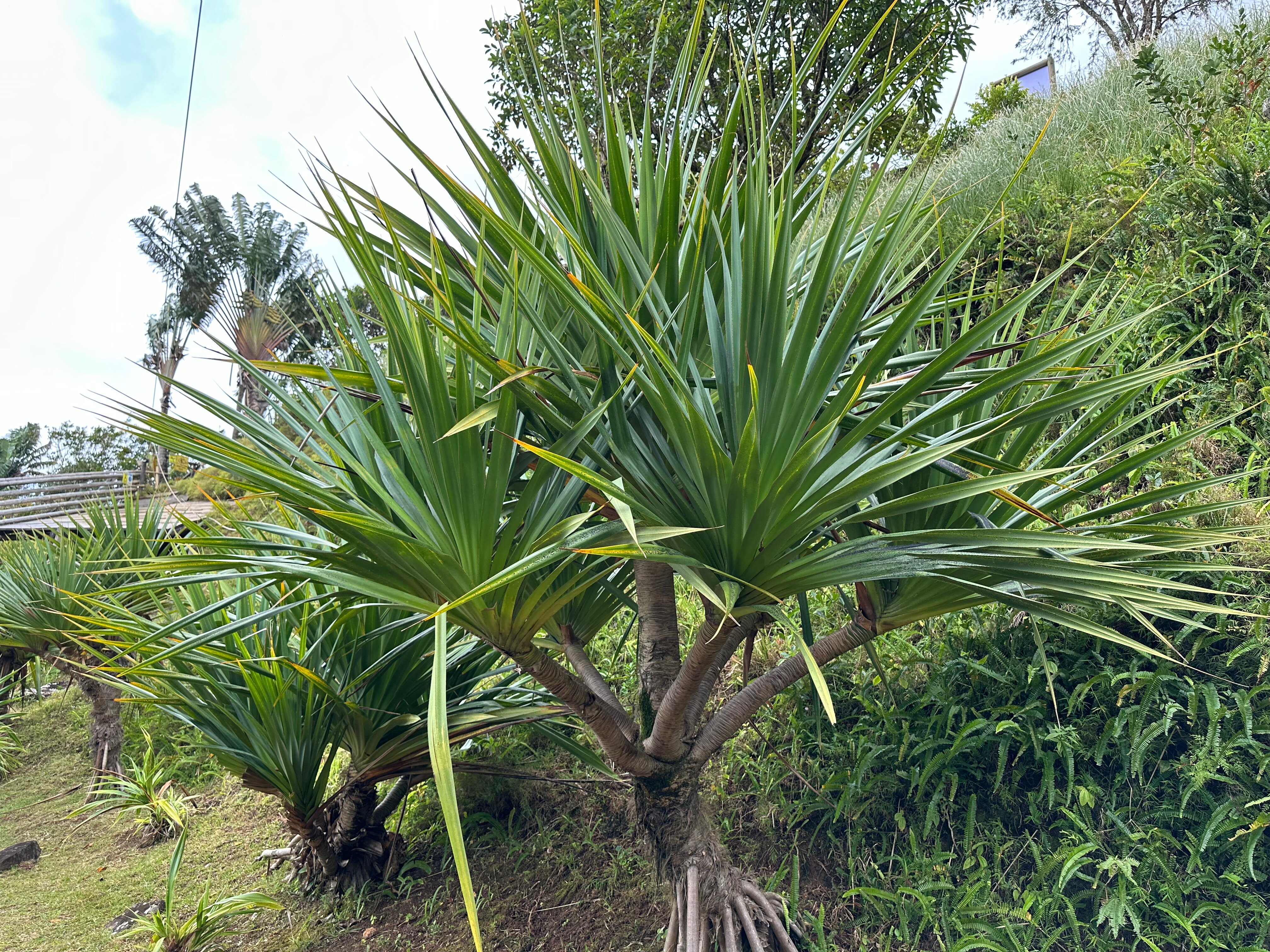 Фото Trou aux Biches Beachcomber Golf Resort & SPA