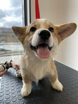 Lucky Puppy (Ligovskiy Avenue, 271), pet salon