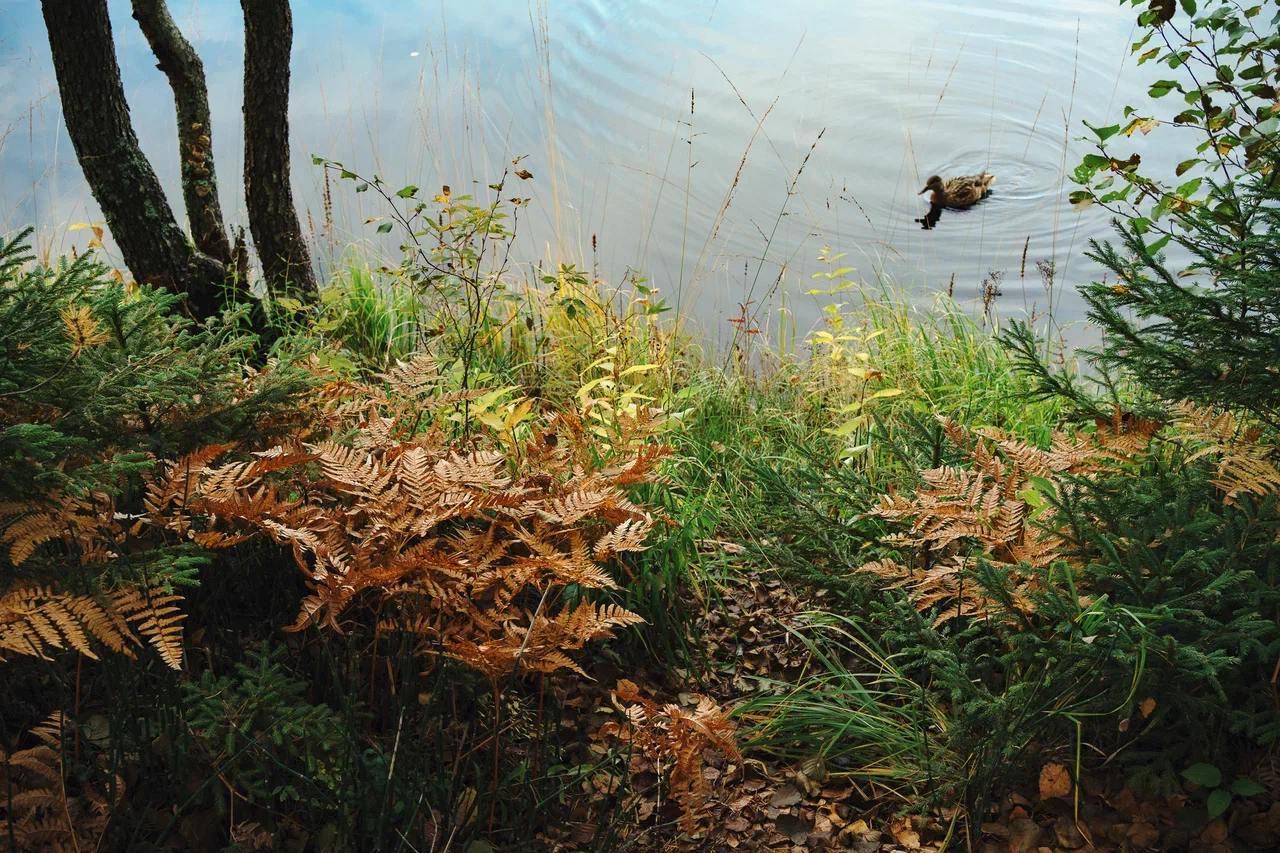 Фото Террасы