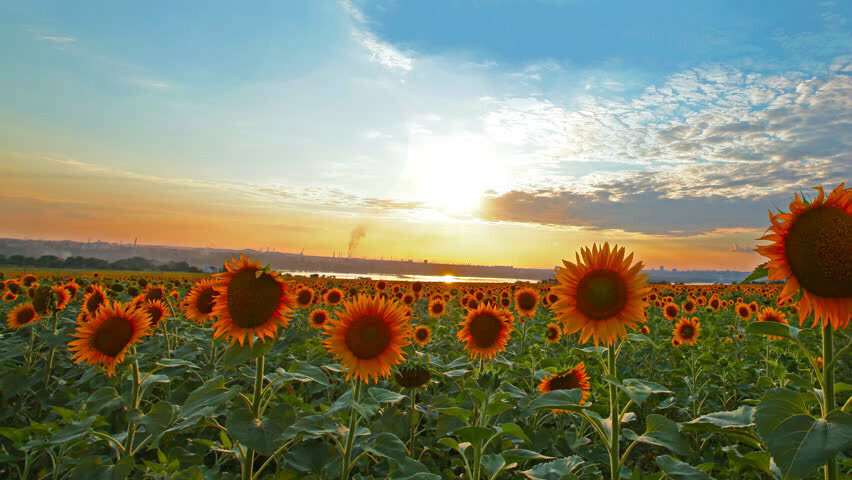 Agricultural goods Bekiroglu Pulses, Konya, photo