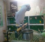 Nida Pet Shop (Malatya, Battalgazi, Emeksiz Cad., 27) ، متجر للحيوانات الأليفة
