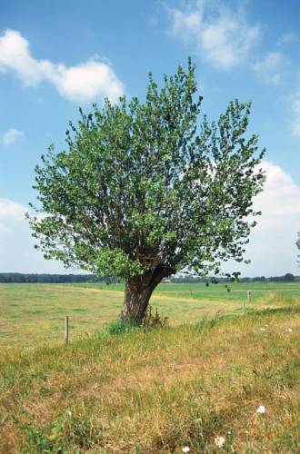 Фото Fletcher Hotel - Restaurant Carlton